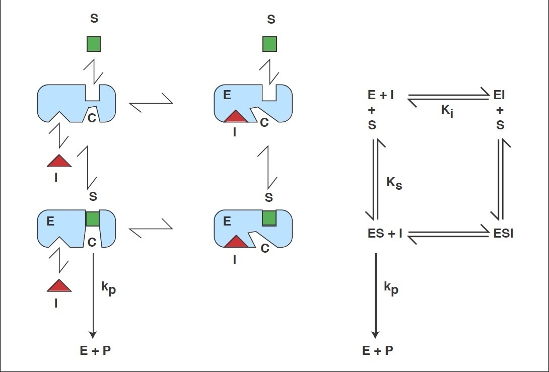 enzyme reaction mechanism